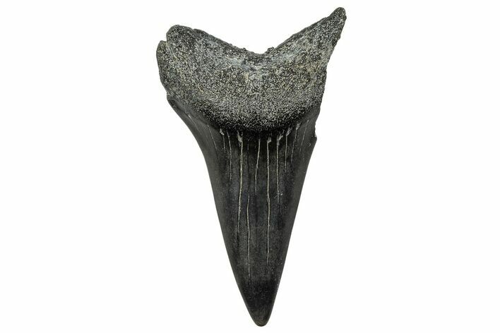 Large, Fossil Broad-Toothed Mako Tooth - South Carolina #329095